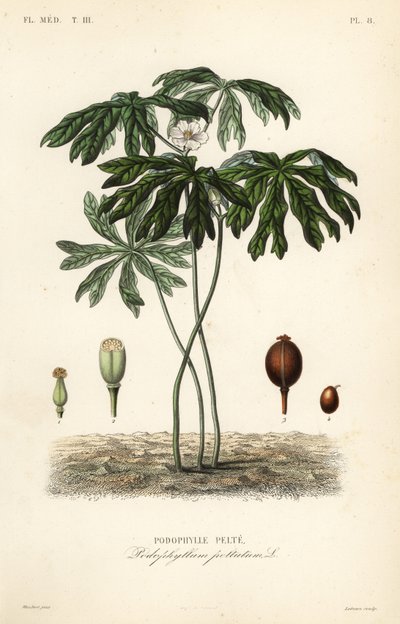 Mayapple o mandrágora americana, Podophyllum peltatum de Unbekannt