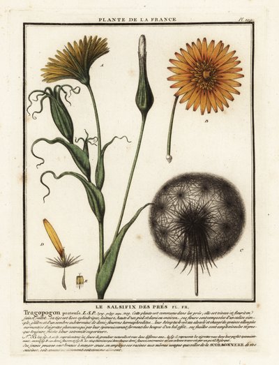 Salsifí de los prados, Tragopogon pratensis. de Unbekannter Künstler