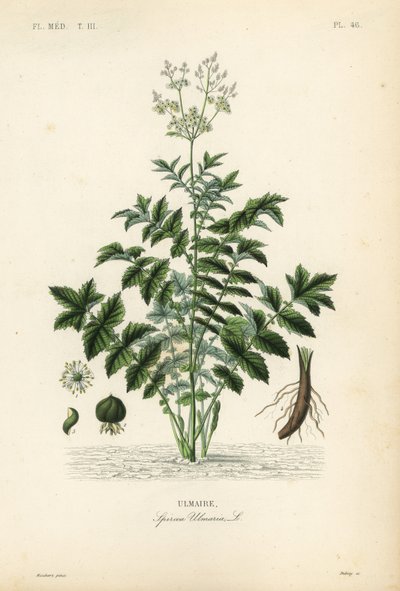 Reina de los prados o ulmaria, Filipendula ulmaria de Unbekannt