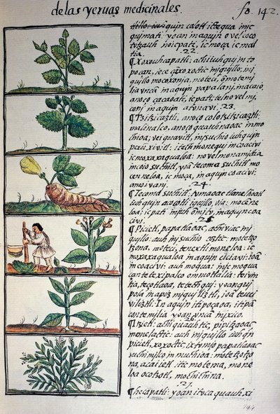 Plantas medicinales, texto en náhuatl, del facsímil del manuscrito Historia General de las Cosas de la Nueva España, también conocido como Códice Florentino, por Bernardino de Sahagún de Benjamin Baud