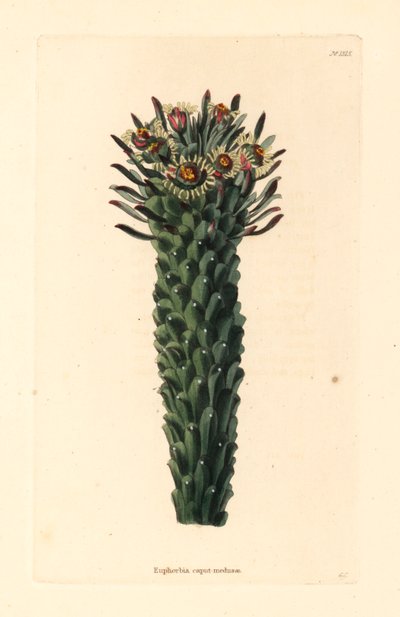 Cabeza de Medusa, Euphorbia caput-medusae. Grabado en cobre coloreado a mano por George Cooke del Gabinete Botánico de Conrad Loddiges, Hackney. de Unbekannter Künstler