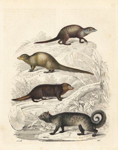 Suricata suricatta 1, mangosta gris de la India Herpestes edwardsii 2, cusimán común Crossarchus obscurus 3 y civeta palmera asiática Paradoxurus hermaphroditus 4. Litografía coloreada a mano del Libro del mundo de Carl Hoffmann, Stuttgart. de Unbekannter Künstler