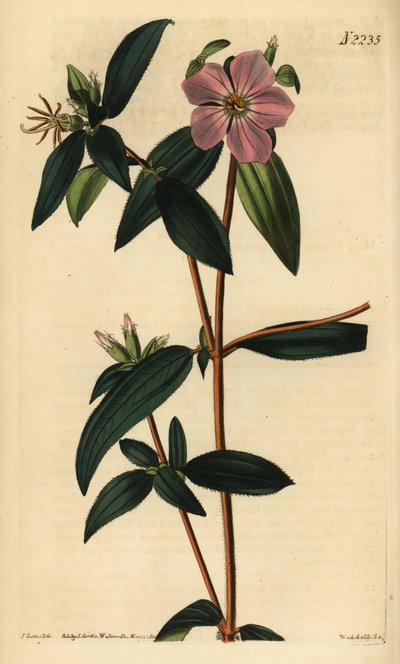 Melastoma osbeckioides. Grabado en cobre coloreado a mano por Weddell a partir de una ilustración de John Curtis de Samuel Curtis