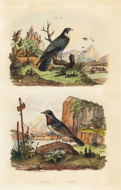 Esmerejón, Falco columbarius, y curruca de Moltoni, Sylvia subalpina de Unbekannt