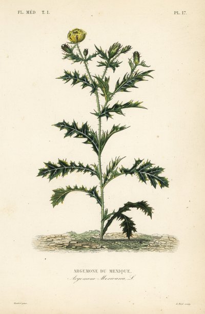 Amapola mexicana, Argemone mexicana de Unbekannt