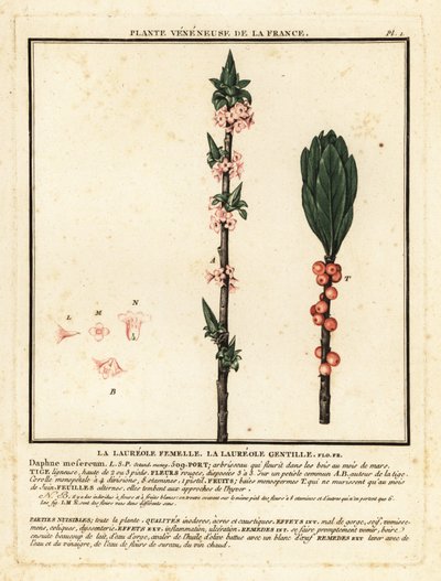Mezereon, Daphne mezereum. de Unbekannter Künstler