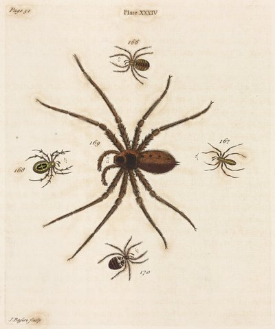 Microscopía de Unbekannt