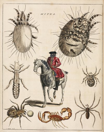 Microscopía de Unbekannt