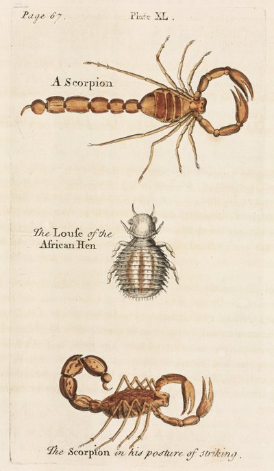 Microscopía de Unbekannt