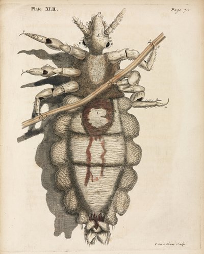 Microscopía de Unbekannt