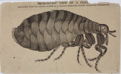 Microscopía de Unbekannt