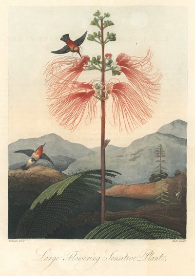 Mente o mimosa sensible, con colibríes Agua fuerte, extraído de The Temple of Flora, del Dr. Robert Thornton (1768-1837) de Unbekannter Künstler