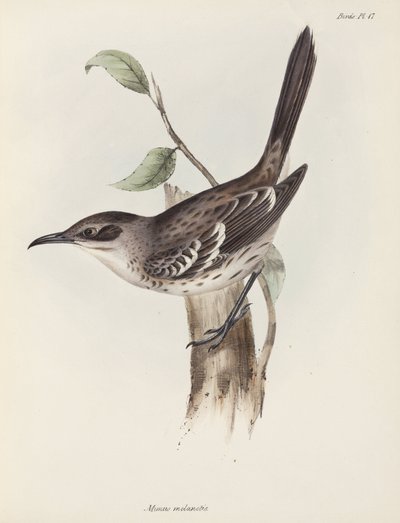 Cenzontle, Islas Galápagos, c 1832-1836 de Unbekannter Künstler