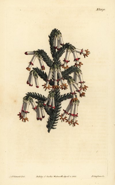Brezo monadelfo, Erica monadelpha de Unbekannt