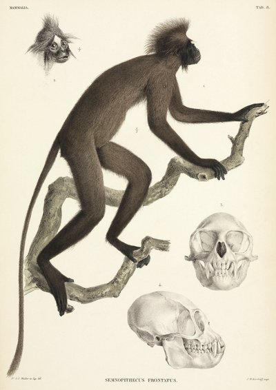 Detalles de mono y calavera, Sumatra, Indonesia de Unbekannt