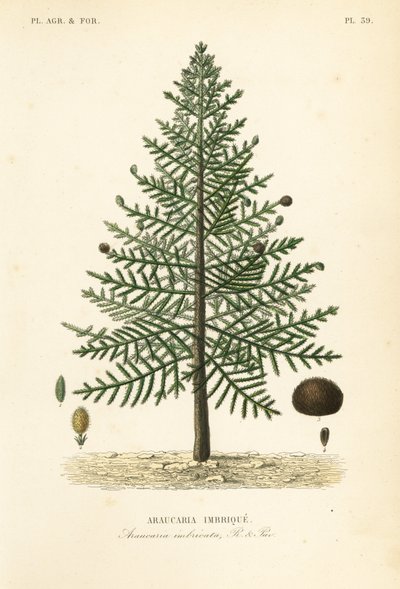 Araucaria o pino chileno, Araucaria araucana de Unbekannt