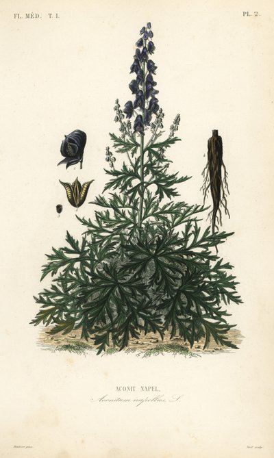 Acónito o matalobos, Aconitum napellus de Unbekannt