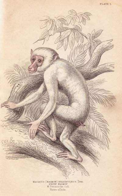 Macaco moro, Macaca maura (Macacus maimon brachyurus). Maimón blanco, se cree que es un joven albino. Grabado en acero coloreado a mano por Lizars a partir de una ilustración de Charles Hamilton Smith de la William Jardine