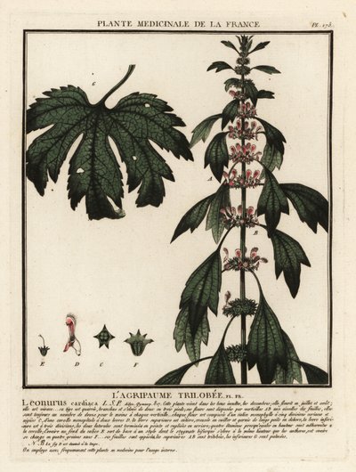 Agripalma, Leonurus cardiaca. de Unbekannter Künstler