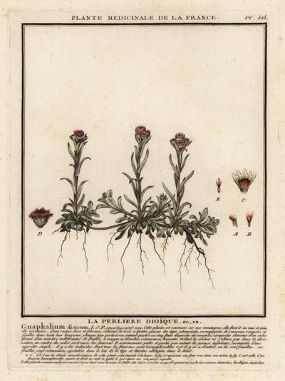 Siempreviva de montaña, Antennaria dioica. de Unbekannter Künstler