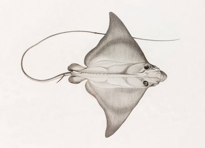 Mourine Vachette de Unbekannt
