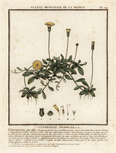 Pilosella officinarum. de Unbekannter Künstler