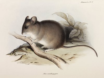 Ratón, c 1832-1836 de Unbekannter Künstler