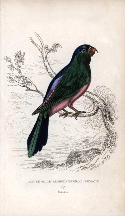 Periquito de Muller, Tanygnathus sumatranus. Psittacus cyanopygius (hembra). Litografía de Joseph Kidd, basada en un dibujo de John Audubon, en Miscellany of Natural History: Parrots, Sir Thomas DiK Lauder and Captain Thomas Brown, publicada en Edimburgo,  de Unbekannter Künstler