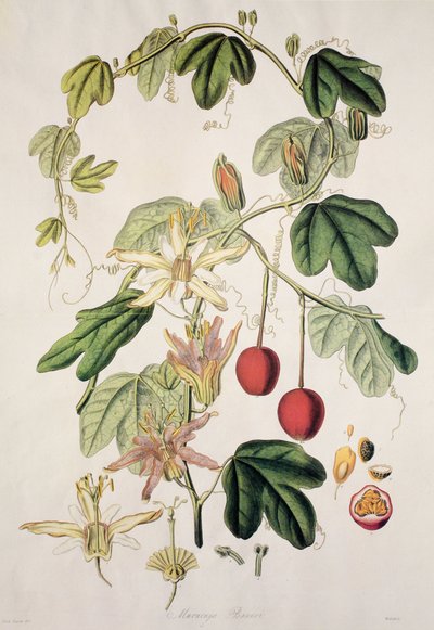 Murucuja baueri / Flor de la pasión de Unbekannt