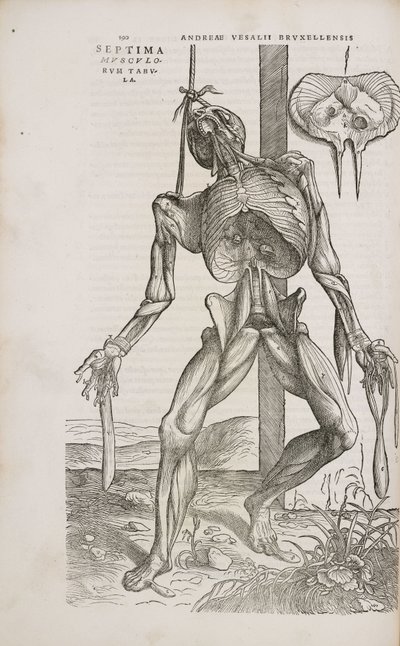 Músculos vista frontal de los músculos profundos del cuerpo humano masculino de Unbekannt