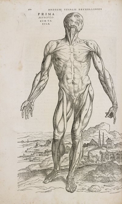Músculos Vista frontal de los músculos superficiales del cuerpo humano masculino de Unbekannt