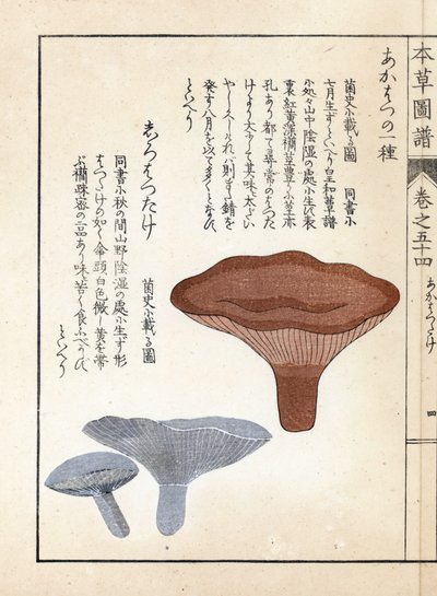 Setas: akahatsu lacatire y shirohatsudake blanco - grabado japonés de Kanen Iwasaki (1786-1842), de Honzo Zufu, guía ilustrativa de plantas medicinales. de Unbekannter Künstler