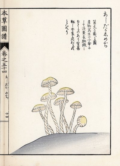 Setas: shimeji ashitaka - grabado japonés de Kanen Iwasaki (1786-1842), de Honzo Zufu, guía ilustrativa de plantas medicinales de Unbekannter Künstler