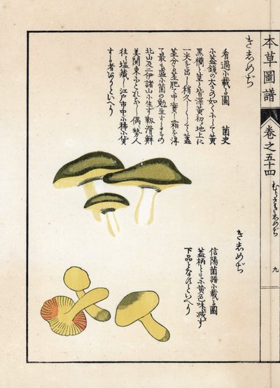 Setas: variedades de tricolomas ecuestres o caballeros (o amarillos) - grabado japonés de Kanen Iwasaki (1786-1842), de Honzo Zufu, guía ilustrativa de plantas medicinales de Unbekannter Künstler