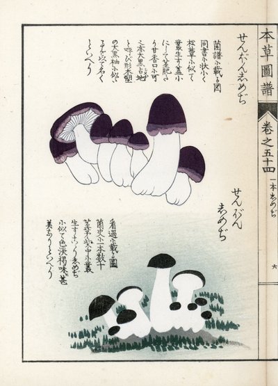 Setas: variedades de shimeji (comestibles) - Grabado japonés de Kanen Iwasaki (1786-1842), de Honzo Zufu, guía ilustrativa de plantas medicinales. de Unbekannter Künstler