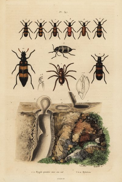 Araña trampa mygalomorfa y su nido, y escarabajos, especies de Mylabris de Unbekannt