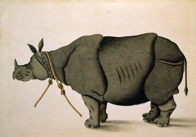 NHD-32 (47) Rinoceronte posiblemente de la colección Francis Buchanan, c.1800, artista desconocido de Unbekannter Künstler