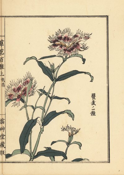 Nadeshiko o rosa con flecos, Dianthus monspessulanus. Grabado en madera coloreado a mano por Kono Bairei de Kusa Bana Hyakushu (Cien variedades de flores), Tokio, Yamada. de Unbekannter Künstler