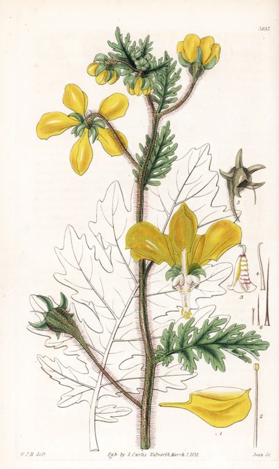 Nasa urens (Hispid loasa, Loasa hispida). Grabado en cobre coloreado a mano por Swan según una ilustración de William Jackson Hooker del "Botanical Magazine" de Samuel Curtis, Londres. de Unbekannter Künstler