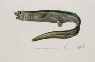 Natacanthus nasus, Islandia, principios del siglo XIX de Unbekannter Künstler