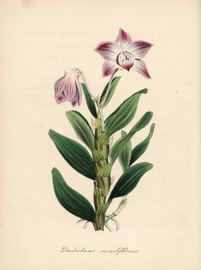 Dendrobium de tallo en collar u orquídea sekikoku, Dendrobium moniliforme. Zincografía coloreada a mano de C. Chabot dibujada por Miss M. A. Burnett de su "Plantae Utiliores: or Illustrations of Useful Plants", Whittaker, Londres. de Unbekannter Künstler