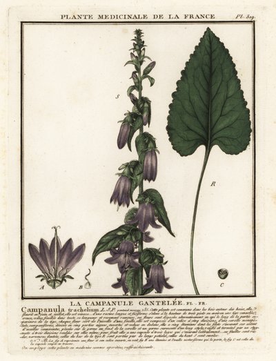Campanilla de hojas de ortiga, Campanula trachelium. de Unbekannter Künstler