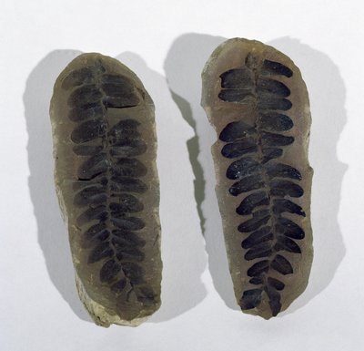 Neuropteris (fronda de helecho marino) encontrada en Coseley, Staffordshire, Período Carbonífero Superior de Unbekannt