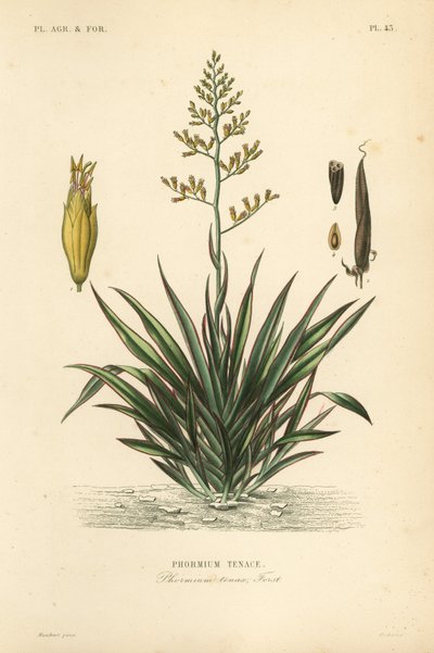 Lino de Nueva Zelanda o harekeke, Phormium tenax de Unbekannt