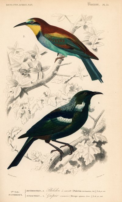 Pájaro tui de Nueva Zelanda, Prosthemadera novaeseelandiae, y abejaruco europeo, Merops apiaster. Grabado coloreado a mano por Fournier a partir de una ilustración de Edouard Travies del Dictionnaire Universale d