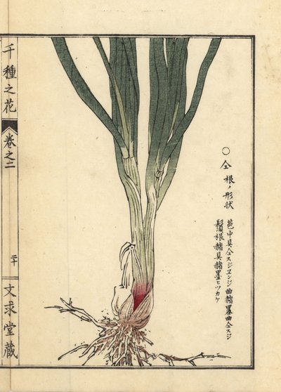 Raíz y tallo de Nira o cebollino chino, Allium tuberosum Rottler ex Spreng. Grabado en madera coloreado a mano por Kono Bairei de Senshu no Hana (Mil variedades de flores), Bunkyudo, Kioto. de Unbekannter Künstler