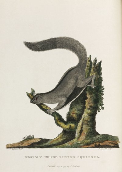 Ardilla voladora de la isla de Norfolk", Australia, hacia 1788 de Unbekannter Künstler