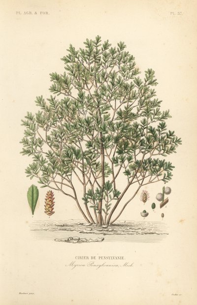 Arrayán del norte, Myrica pensylvanica de Unbekannt