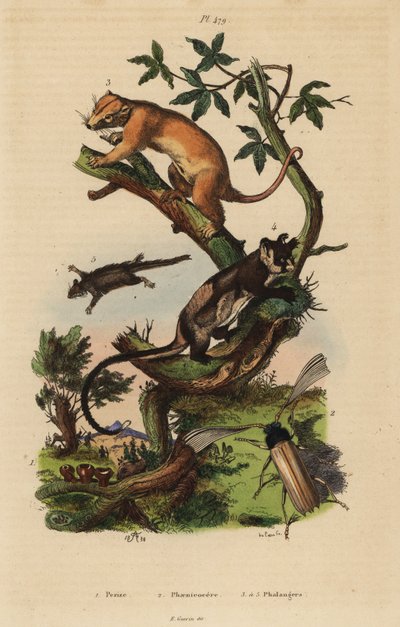 Cusco común del norte, Phalanger orientalis 3, planeador de vientre amarillo, Petaurus australis 4, planeador de cola de pluma, Acrobates pygmaeus 5, hongos Peziza 1 y escarabajo Psygmatocerus wagleri 2 de Unbekannt