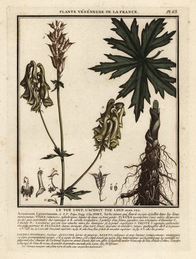 Acónito del Norte, Aconitum lycoctonum. de Unbekannter Künstler